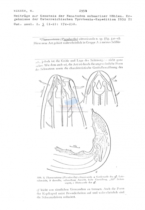 Thoracostoma (Pseudocella) citronicauda