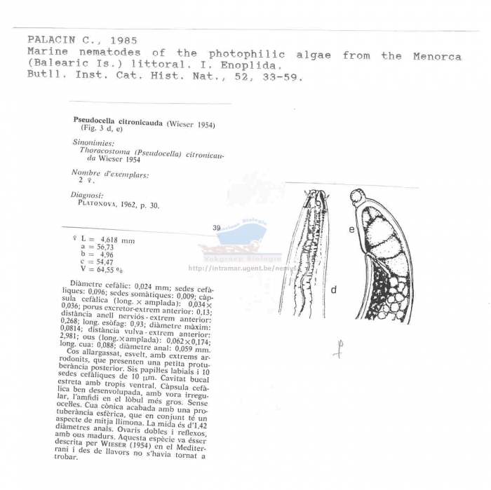 Thoracostoma (Pseudocella) citronicauda