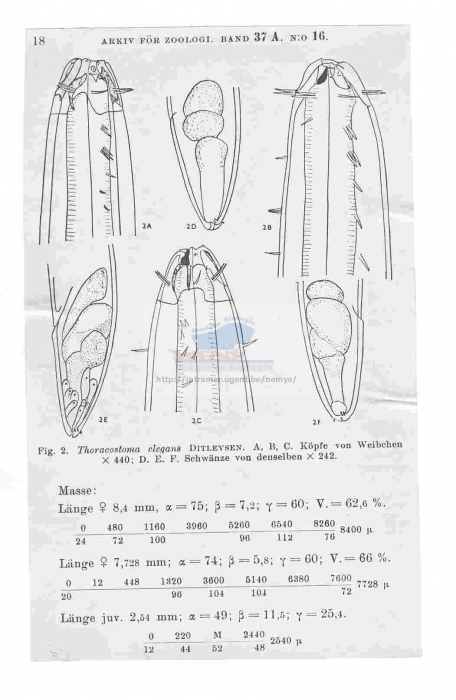 Pseudocella elegans