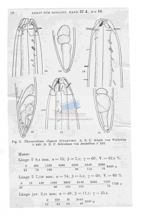 Thoracostoma (Pseudocella) elegans