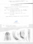 Nematode file-library of the Marine Biology Section (Ghent University, Belgium)