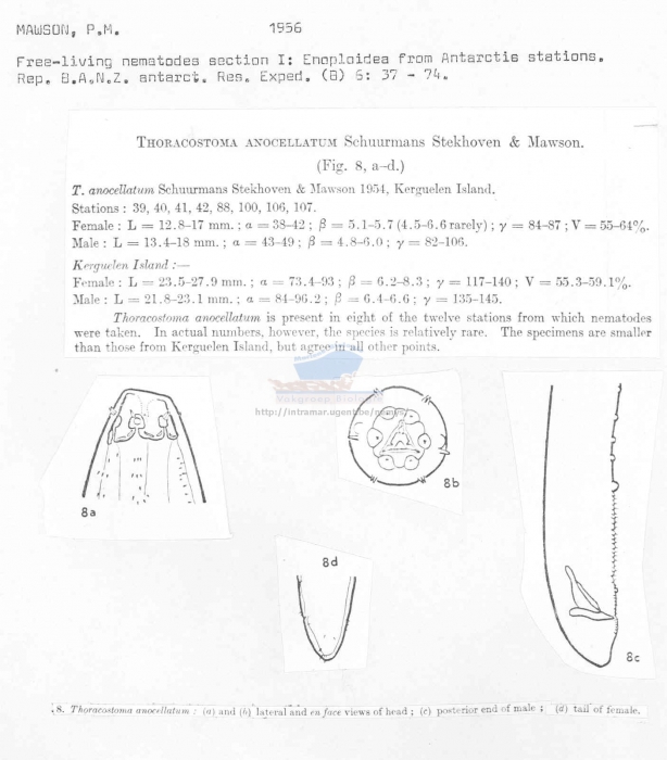 Thoracostoma anocellatum