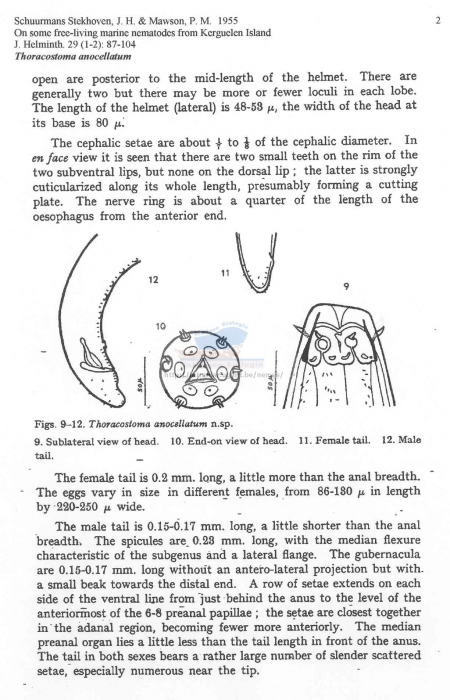 Thoracostoma anocellatum