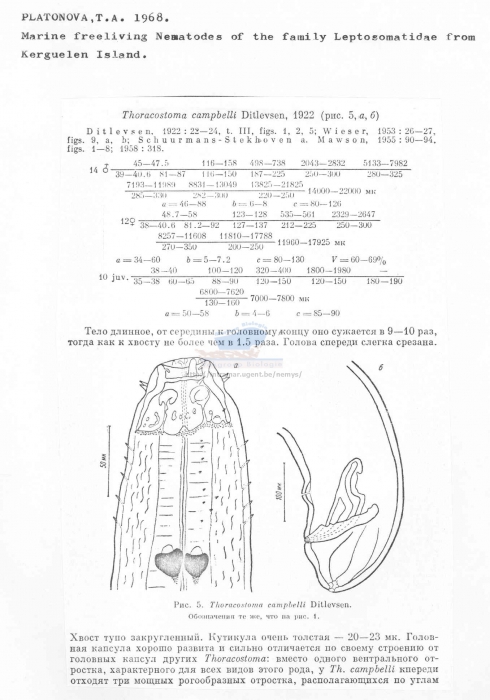 Thoracostoma campbelli