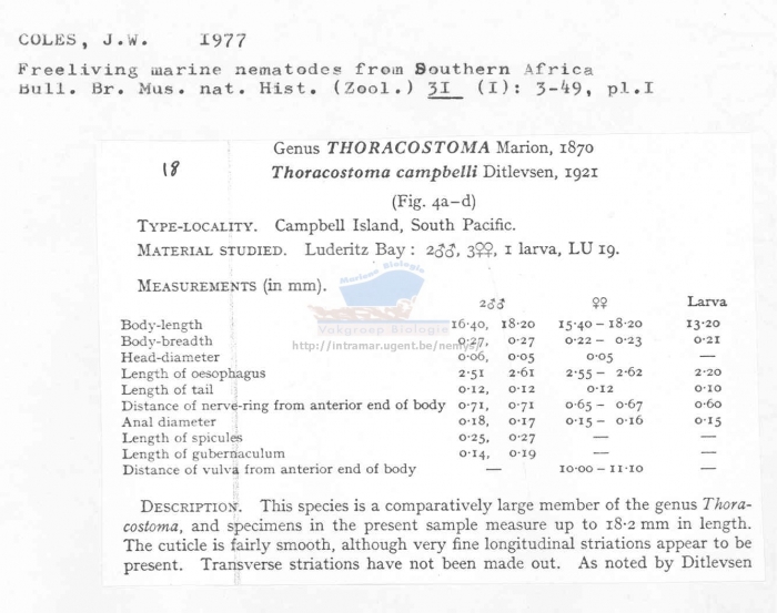 Thoracostoma campbelli