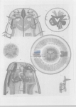 Nematode file-library of the Marine Biology Section (Ghent University, Belgium)