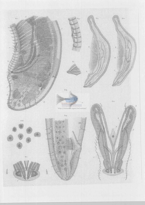 Thoracostoma setosum