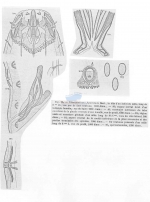 Thoracostoma coronatum
