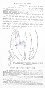 Thoracostoma zolae