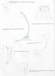Thoracostoma papillosum