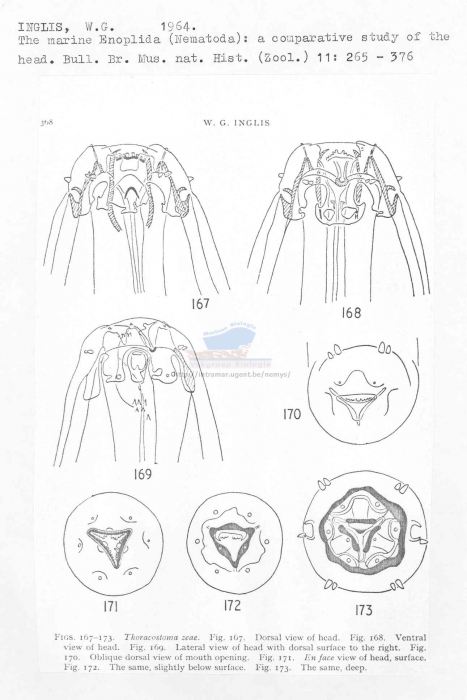 Thoracostoma zeae