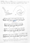 Nematode file-library of the Marine Biology Section (Ghent University, Belgium)