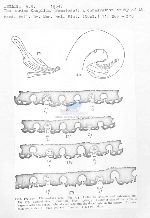 Thoracostoma zeae