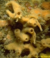 Porifera (sponges)