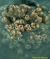 Porifera (sponges)