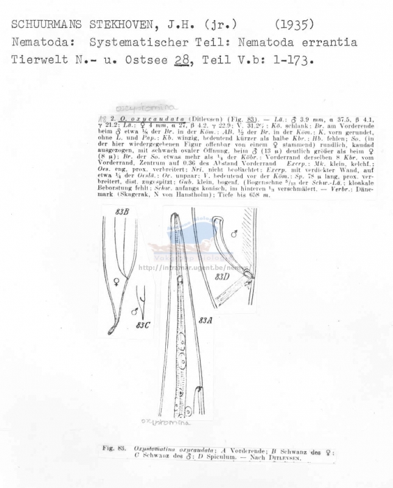 Oxystomina oxycaudata