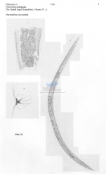 Oxystomina oxycaudata