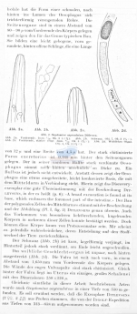 Oxystomina oxycaudata