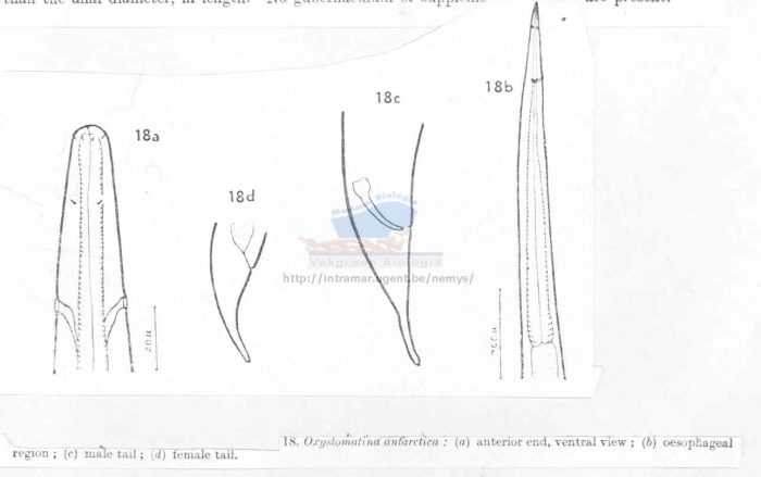 Oxystomina antarctica