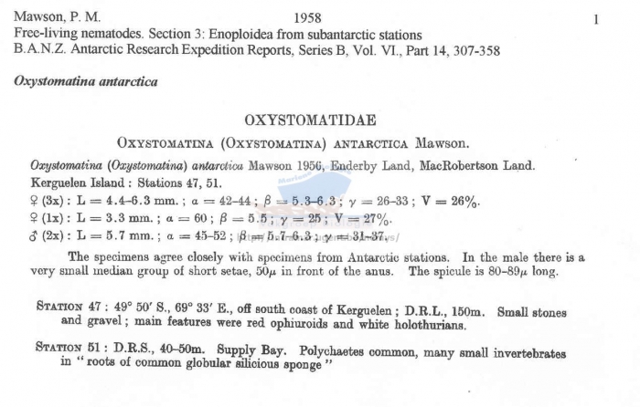 Oxystomina antarctica