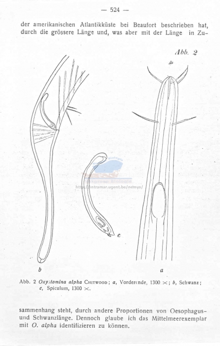 Oxystomina alpha