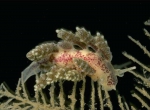 Cladobranchia