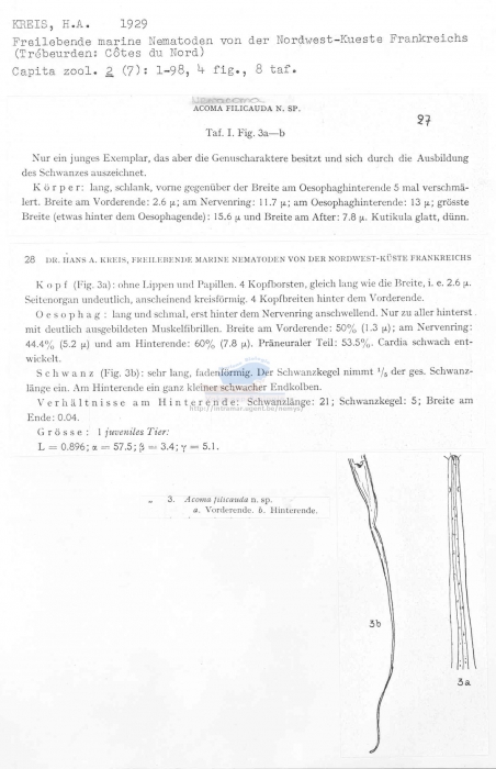 Oxystomina filicaudata