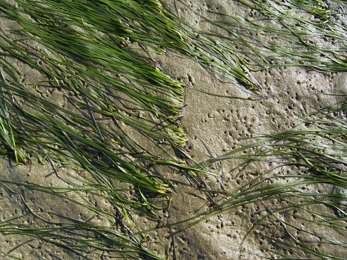 Zostera noltii