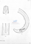 Nematode file-library of the Marine Biology Section (Ghent University, Belgium)