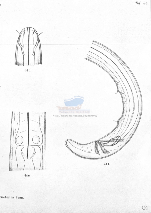 Thalassoalaimus egregius