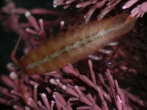 Idotea granulosa, author: Worsfold, Tim Idotea granulosa, author: Worsfold, Tim