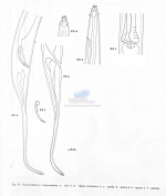 Thalassoalaimus longicaudatus
