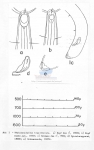 Thalassoalaimus brasiliensis