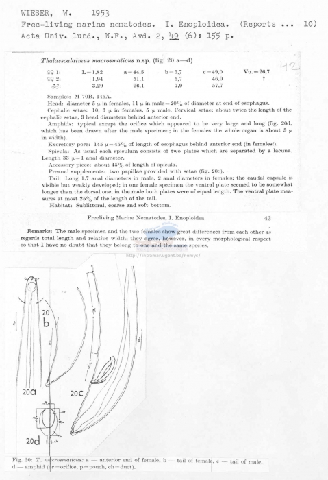 Thalassoalaimus macrosmaticus