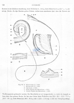 Filoncholaimus ditlevseni