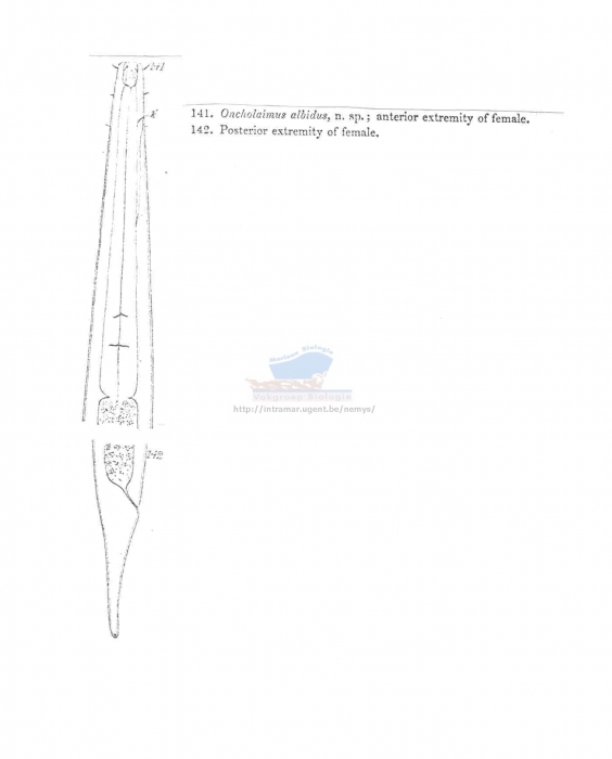 Metoncholaimus albidus