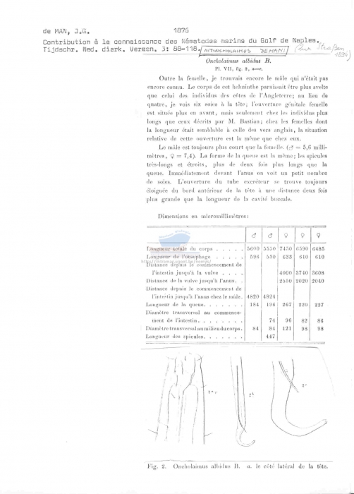 Metoncholaimus demani