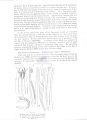 Nematoda (roundworms)