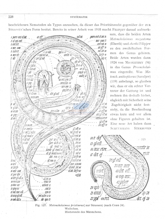 Metoncholaimus pristiurus