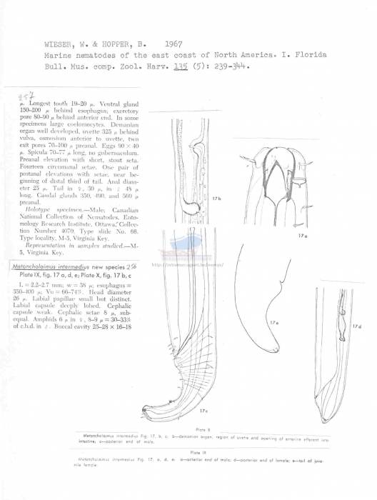 Metoncholaimus intermedius