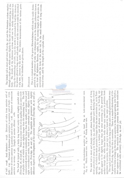 Metoncholaimus murphyi