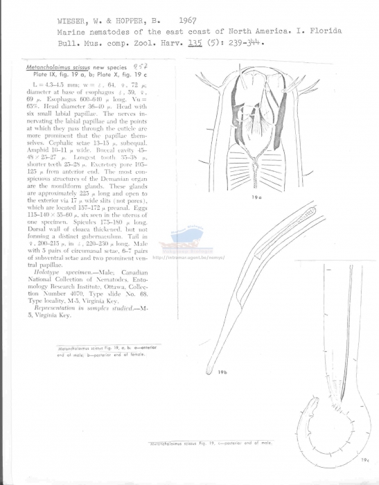 Metoncholaimus scissus