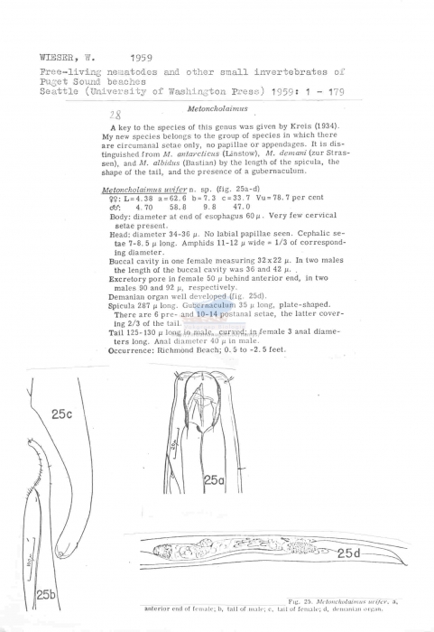 Metoncholaimus uvifer