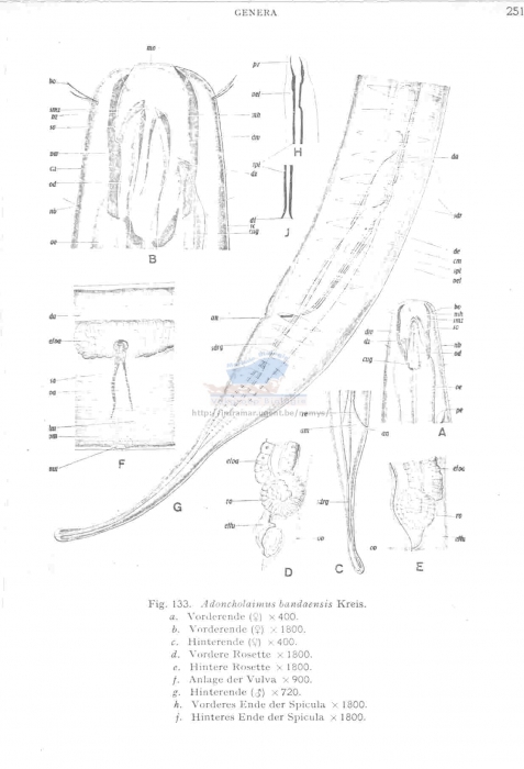 Meyersia bandaensis