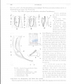 Nematoda (roundworms)