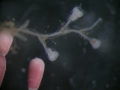 Hydrozoa (hydroids)