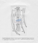 Oncholaimellus carlbergi