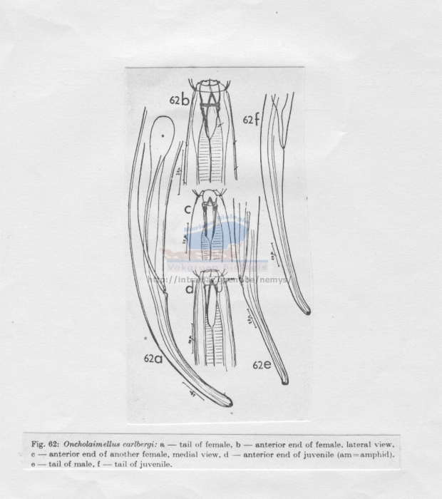 Oncholaimellus carlbergi