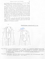 Oncholaimus aegypticus