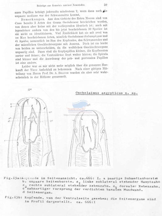 Oncholaimus aegypticus